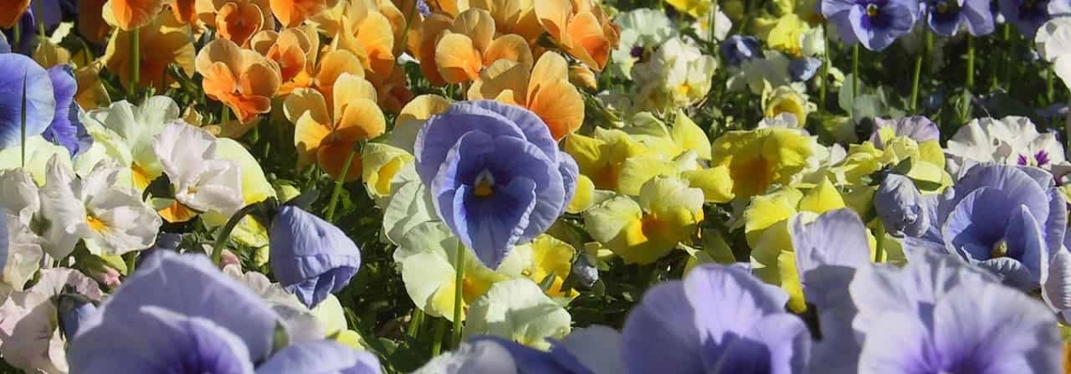 Cuántos tipos de pensamientos existen